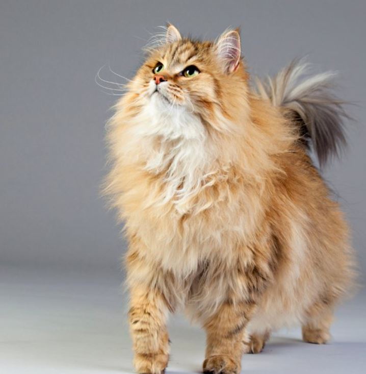 Siberische Katten Alles Wat Je Moet Weten Over Dit Ras Foto S